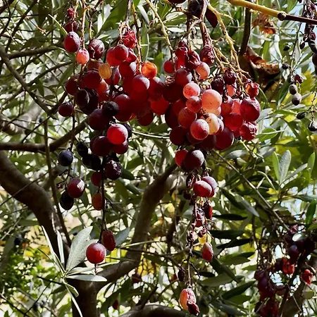 Maison Les Aloes - Vue Et Proche Centre Villa
