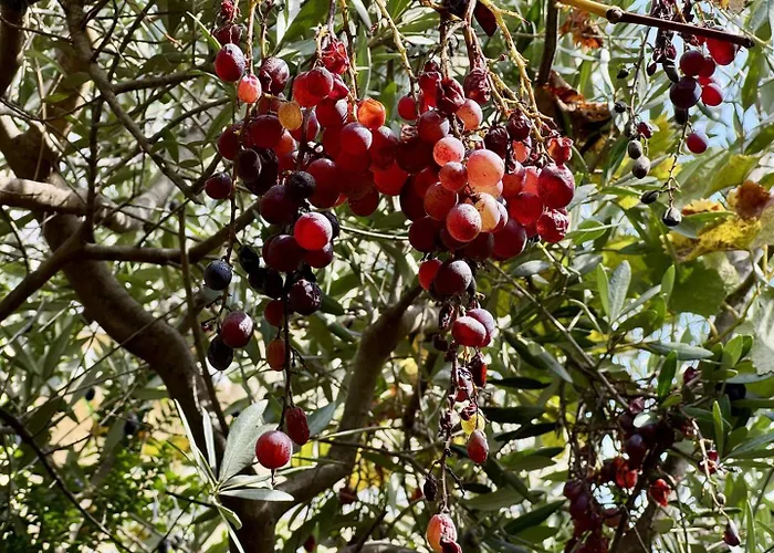Maison Les Aloes - Vue Et Proche Centre Vila