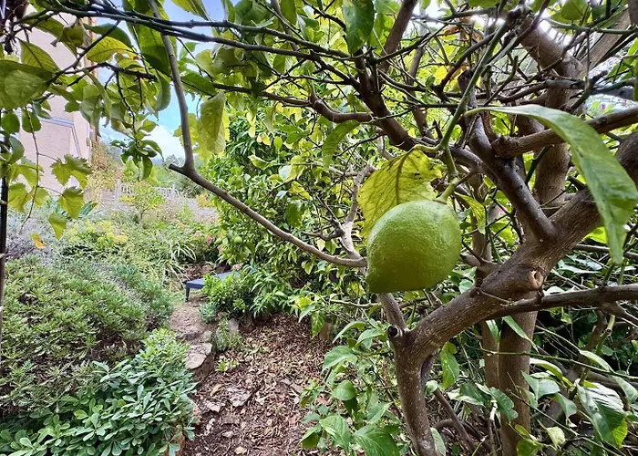 Maison Les Aloes - Vue Et Proche Centre Propriano (Corsica)
